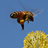 Bienen Flügel